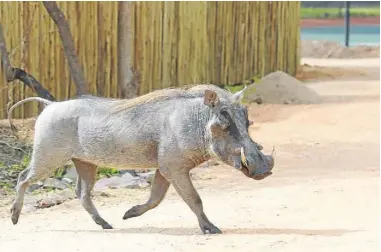  ??  ?? IT TAKES
ALL KINDS: A warthog at the gate, above; and below, giraffes