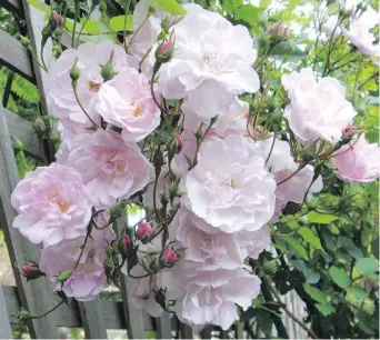  ??  ?? Above: Narrow Water is a long-blooming rose that can be grown as a shrub or a small climber. Left: This hardy fuchsia, purchased years ago as Hellyn’s Choice, gives an exceptiona­lly long period of bloom.