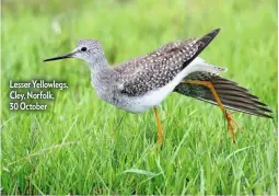  ??  ?? Lesser Yellowlegs, Cley, Norfolk, 30 October