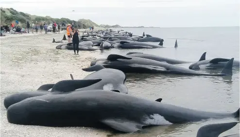  ?? TIM CUFF / NEW ZEALAND HERALD VIA THE ASSOCIATED PRESS ?? Long-finned pilot whales are stranded at Farewell Spit on New Zealand’s south island Friday. Busloads of volunteers tried to save as many of the 416 as they could, but 276 died shortly after being beached. The rescue continued Saturday.