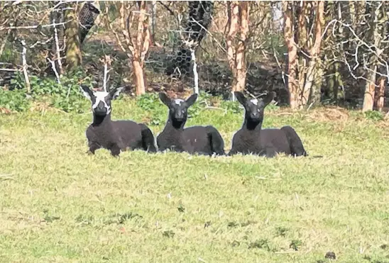  ?? Photograph by Tildie Whitson. ?? NEW ARRIVALS: Tildie’s ewe, Edith, a Zwartble, has produced triplets – Albert, Archie and Ivy.