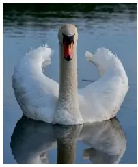  ??  ?? Right: Mute swan swimming with wings arched