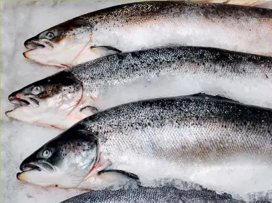  ??  ?? Above: Norwegian salmon