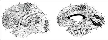  ??  ?? la mappa di brodmann
| La localizzaz­ione delle aree del cervello di Korbinian Brodmann (1909)