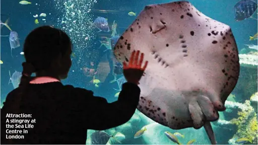  ??  ?? Attraction: A stingray at the Sea Life Centre in London