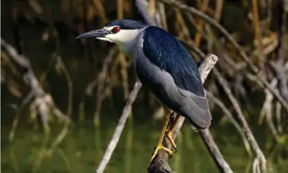  ??  ?? As the name suggests, night herons are a largely nocturnal species, so the best time to see them isat dawn or dusk. Photograph: Rex