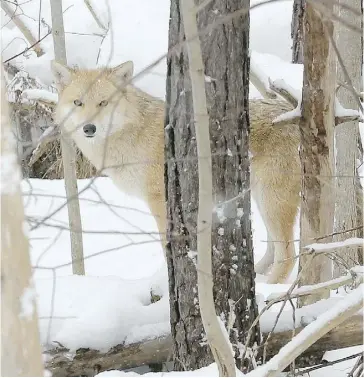 ?? JAMES MASTERS ?? While Eastern coyotes are not geneticall­y distinct enough to be their own species, some people call them “coywolves” because of their wolflike appearance. Abundant deer numbers are allowing adaptable coyotes to flourish even in more urban areas.
