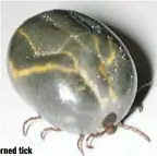  ??  ?? The East Asian or Longhorned tick