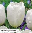  ??  ?? Hakuun (code B084)