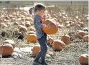  ??  ?? Pick up a pumpkin at Denver Botanic Gardens at Chatfield Farms.
Helen H. Richardson, Denver Post file