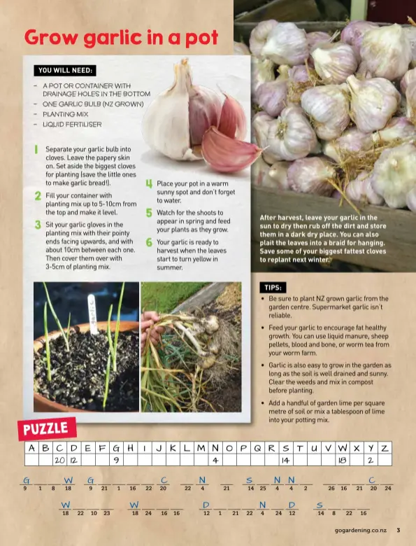  ??  ?? After harvest, leave your garlic in the sun to dry then rub off the dirt and store them in a dark dry place. You can also plait the leaves into a braid for hanging. Save some of your biggest fattest cloves to replant next winter.