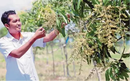  ??  ?? Pusat Integrasi Ternakan Chuping project manager Dr Muhammad Iqbal Ishak showing a flowering Harum Manis tree at PITC in Perlis recently.