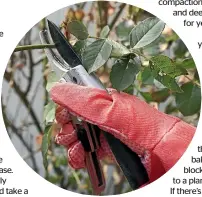  ?? STUFF ?? Use secateurs and wear robust long-sleeved gloves when pruning roses.
