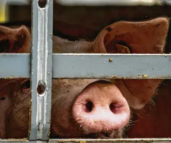  ?? Foto: David Inderlied, dpa ?? In der Fleischwir­tschaft wird hart gearbeitet und hart um Löhne gerungen.