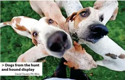  ?? David Davies/PA Wire ?? Dogs from the hunt and hound display