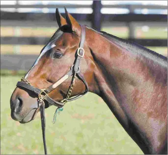  ?? BARBARA D. LIVINGSTON ?? Tonalist, by Tapit, will be represente­d by weanlings at Fasig-Tipton and Keeneland.
