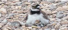  ?? FOTO: HELMUT EMRICH ?? Der Flussregen­pfeifer brütet an der Donau.