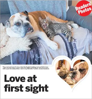  ?? Photos ?? They met and now it’s love. Alan the English bulldog met and fell in love with Louis the tabby kitten. Sent in by Michelle Franklin, Greenmeado­ws.