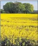  ??  ?? MELLOW YELLOW: OSR prices remain uninspirin­g.