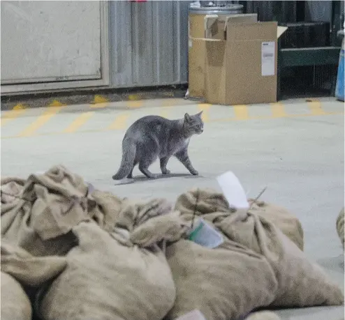  ?? TYLER ANDERSON / NATIONAL POST ?? Sammy, a cat that hunts rodents at the Ontario Tree Seed plant in Angus, Ont., will be out of work soon.