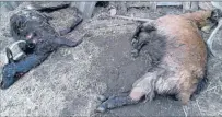  ??  ?? Deux des chèvres de Patricia victimes des chiens errants.