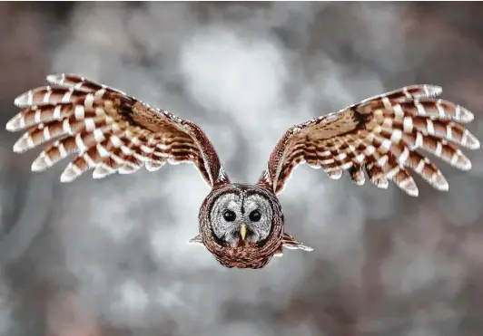  ?? Scott Suriano / Getty Images ?? The barred owl is a silent flier, thanks to its velvety feathers and its serrated feathers at the edge of its wings.