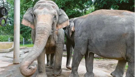  ?? Foto: Ulrich Wagner ?? Burma und Targa (rechts) ziehen bald in das neue Elefantenh­aus des Augsburger Zoos ein.