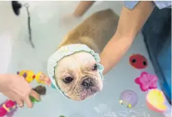  ??  ?? THIS IS THE LIFE: Clockwise from left, French bulldog Bao gets massaged, bathed and time in an oxygen booth during a spa treatment session.