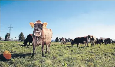  ??  ?? Superior: Milk from New Zealand fetches a much better price in China than the locallypro­duced white stuff. Photo: Fairfax NZ