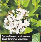  ??  ?? Spring flowers on viburnum tinus (laristinus viburnum)