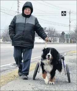  ?? NIKKI SULLIVAN/CAPE BRETON POST ?? Basil Vaters takes Mac for his daily walk in February, along the Sydney-Glace Bay Highway near the Tim Hortons. Since Mac died, Vaters said people have been looking for him, including the Tim Hortons staff, who would put aside a box of Timbits for the Burnese mountain dog.