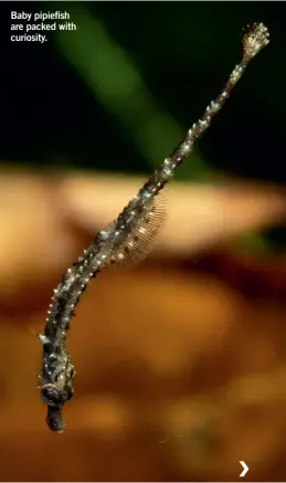  ??  ?? Baby pipiefish are packed with curiosity.