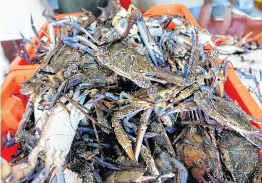  ?? REUTERS ?? Blue crabs are placed in a box at a seafood exporting company L’ocean de peche, in Al Ataya Port, in Kerkennah Islands, off Sfax, Tunisia, Oct.23.