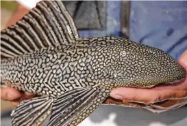  ?? Shannon Tompkins photos / Houston Chronicle ?? Armored catfish, native to South America, are one of dozens of alien species of wildlife intentiona­lly released in Texas, resulting in significan­t harm to native wildlife and their habitat.