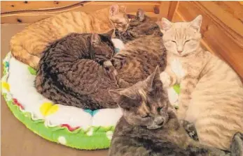  ?? FOTO: CARMEN MÜLLER ?? Die einst scheuen Kätzchen von einem Hof in Achberg sind nun dank dem Tierschutz­verein Wangen zu zahmen Stubentige­rn geworden und suchen ihr zu Hause auf Lebenszeit.