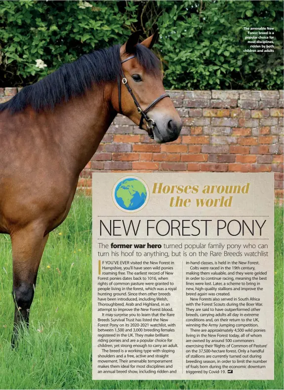  ??  ?? The amenable New Forest breed is a popular choice for most discipline­s, ridden by both children and adults