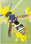  ??  ?? A reader says the “cruel witch hunt” on wasps must stop.