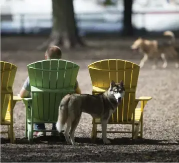  ?? BERNARD WEIL/TORONTO STAR ?? The city plans to crack down on people who let their dogs roam off-leash outside designated dog parks this summer.