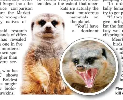  ?? ?? Fierce…meerkats often kill close relatives