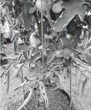  ?? Betty Cahill, Special to The Denver Post ?? Tomato leaf rolls are caused by temperatur­e extremes or irregular watering.