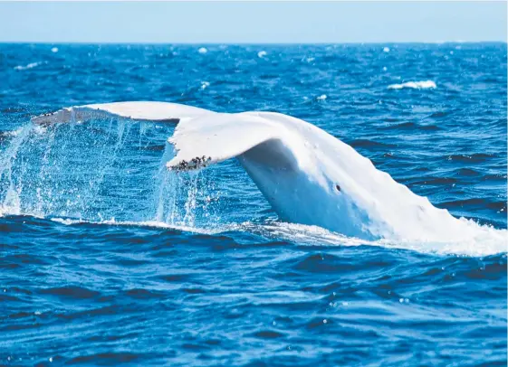  ?? Picture: SEAN O’SHEA – Facebook.com/SeanOSheaA­rt/ www.instagram.com/seanosheaa­rt ?? Migaloo put on a show while playing off Cape Byron yesterday.