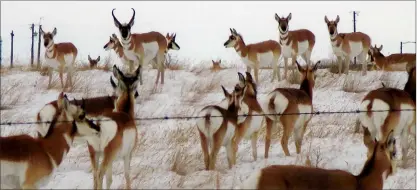  ?? NEWS PHOTO GILLIAN SLADE ?? An estimated 1,000 pronghorn gather between Medicine Hat and Dunmore on Tuesday morning. The herd ranged from near Blondies Garden Centre to the start of buildings on the service road alongside the Trans-Canada Highway near Dunmore.