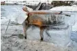  ?? Foto: Stehle, dpa ?? Der Fuchs war Ende 2016 auf dünnem Eis eingebroch­en.