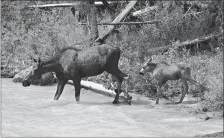  ?? Parks Canada/files ?? According to Parks Canada statistics and reports, there have been 71 moose killed on Highway 93 South in Kootenay National Park since 2002. There have been another 13 reported strikes in the same period.