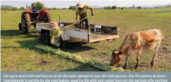  ??  ?? Die gars word met wortels en al uit die laaie gehaal en aan die wild gevoer. Die Strydoms se kleinraamb­eeste is eerste by die voerbakke, waarna die wild ook nader kom en die garsspruit­e verkies bo enige ander voer wat in hul kosbakke gegooi word. Van links is mnre. Simon Mxhosana en Jan Moleleki.