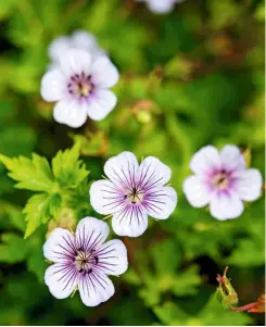  ??  ?? The sharp spidery detail on sprawling Geranium wallachian­um ‘Crystal Lake’; a favourite of plant expert Vanessa Cook.