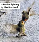  ?? Robins fighting by Lisa MacLeod ??