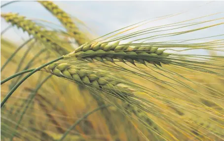  ??  ?? Barley is one of the UK’S most valuable crops.