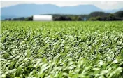  ?? STUFF ?? Venture Taranaki has shortliste­d eight crops to grow in the region.