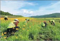  ?? PROVIDED TO CHINA DAIY ?? Farmers work on the grassland in the Inner Mongolia autonomous region.